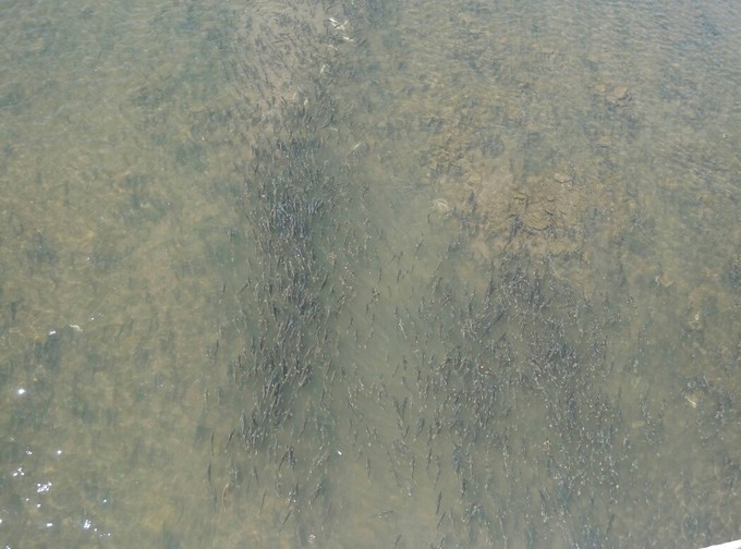 青海湖湟鱼洄游季直播,青海湖湟鱼洄游开幕式