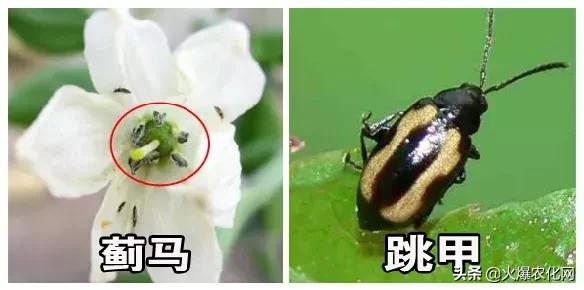 蓟马诱杀器,生物杀蓟马