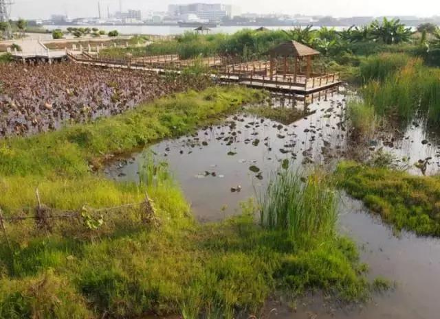 广州的这8个小岛，人少又免费，适合大小情侣的去处