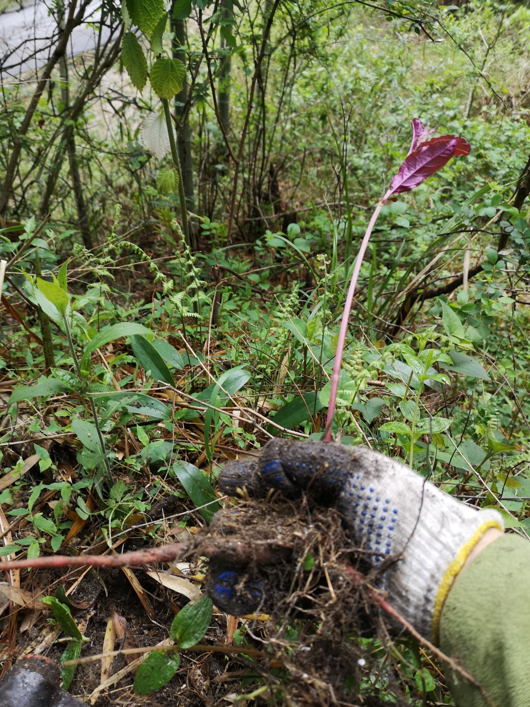 竹林深处探宝——只为了那一棵黄精