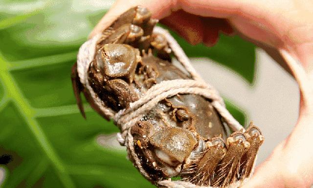 正宗阳澄湖大闸蟹用什么绑的,揭秘阳澄湖大闸蟹不能说的秘密