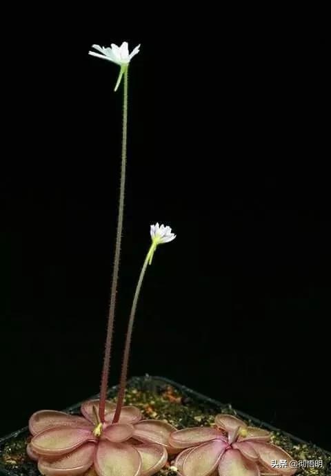 十种稀有长寿花,80个长寿花品种全都美极了