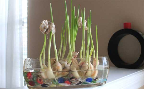 无土栽培水培过程,简单的无土栽培方法