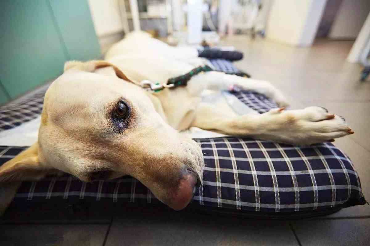 狗狗吃维生素可以改善挑食吗,狗狗吃维生素d有用吗