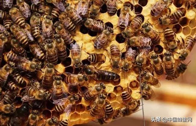 蜂蜜批发价格最新行情软件,今年蜂蜜价格多少钱1斤