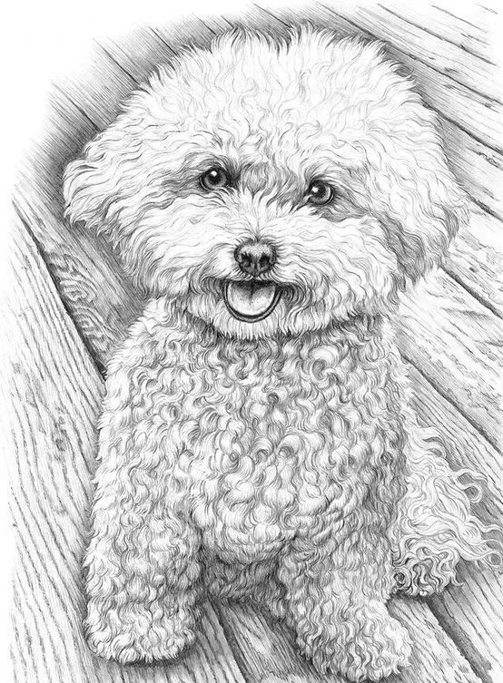 素描动物最全的收集,精微素描动物临摹高清大图