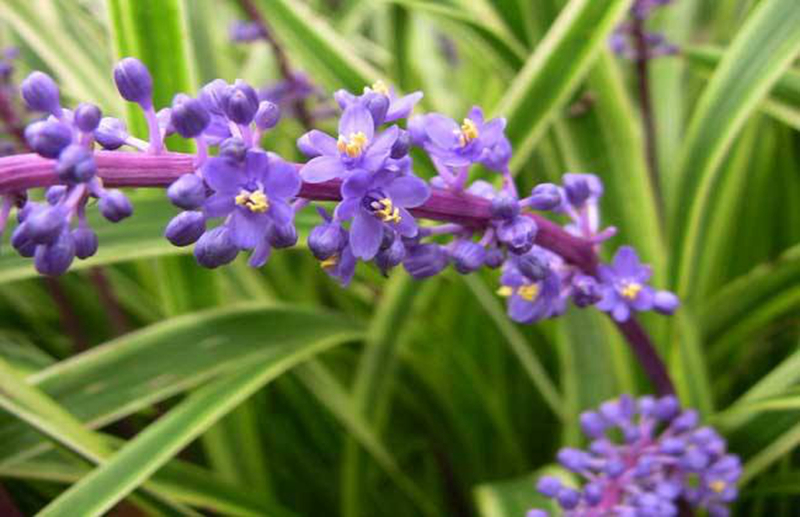 精灵之约•节气“植”说│上海的二十四节气花园小暑