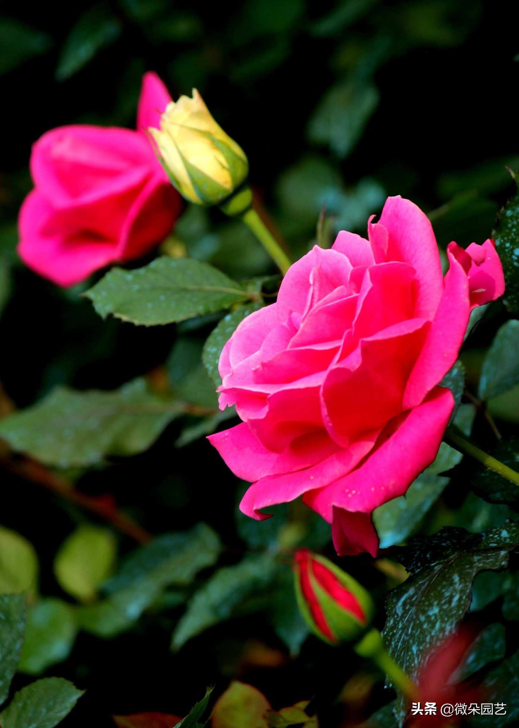 藤本月季枯枝病的症状和治疗方法,月季枯枝叶脉黄叶片绿一碰就掉