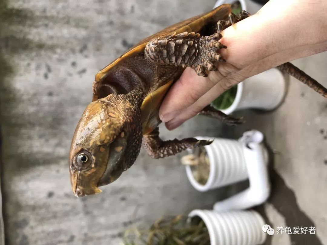 国龟鹰嘴新手入门教程,国龟鹰嘴视频大全