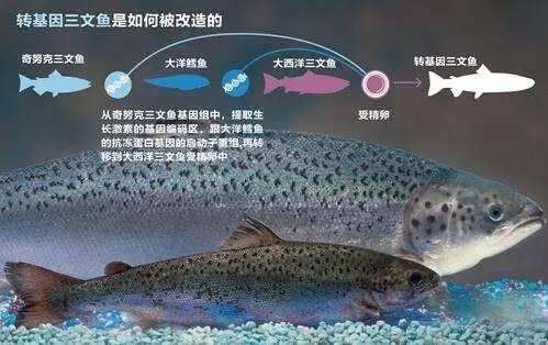 转基因有危害以后还种给人们吃么,转基因作物与转基因农作物一样吗