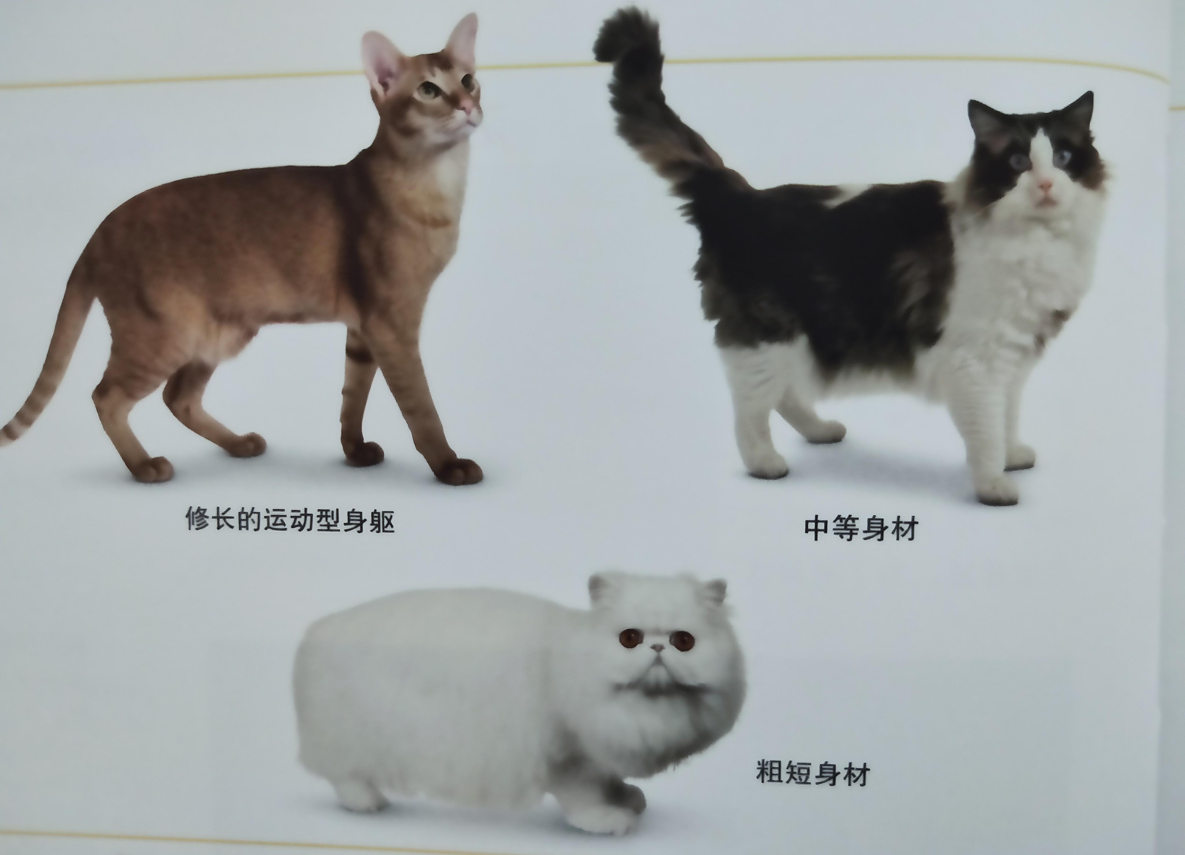 有些人家里养了非常多的猫咪,很多人都养猫咪的原因