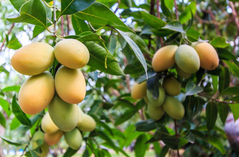 芒果树结满芒果了,芒果树怎么结出绿的芒果