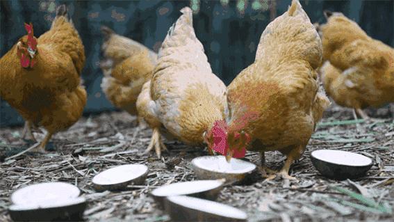 鸡100元10只怎么购买,100元钱一只的鸡