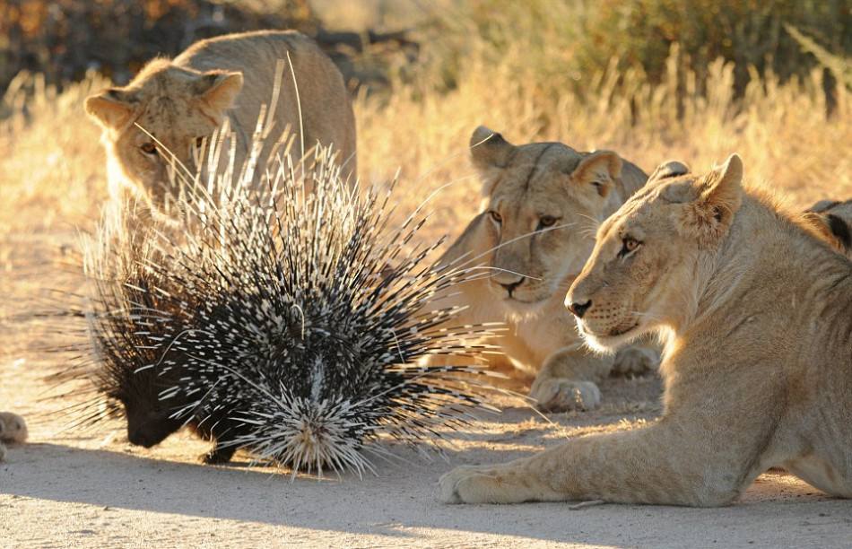 招惹豪猪的动物有多惨,豪猪最怕的天敌狮子