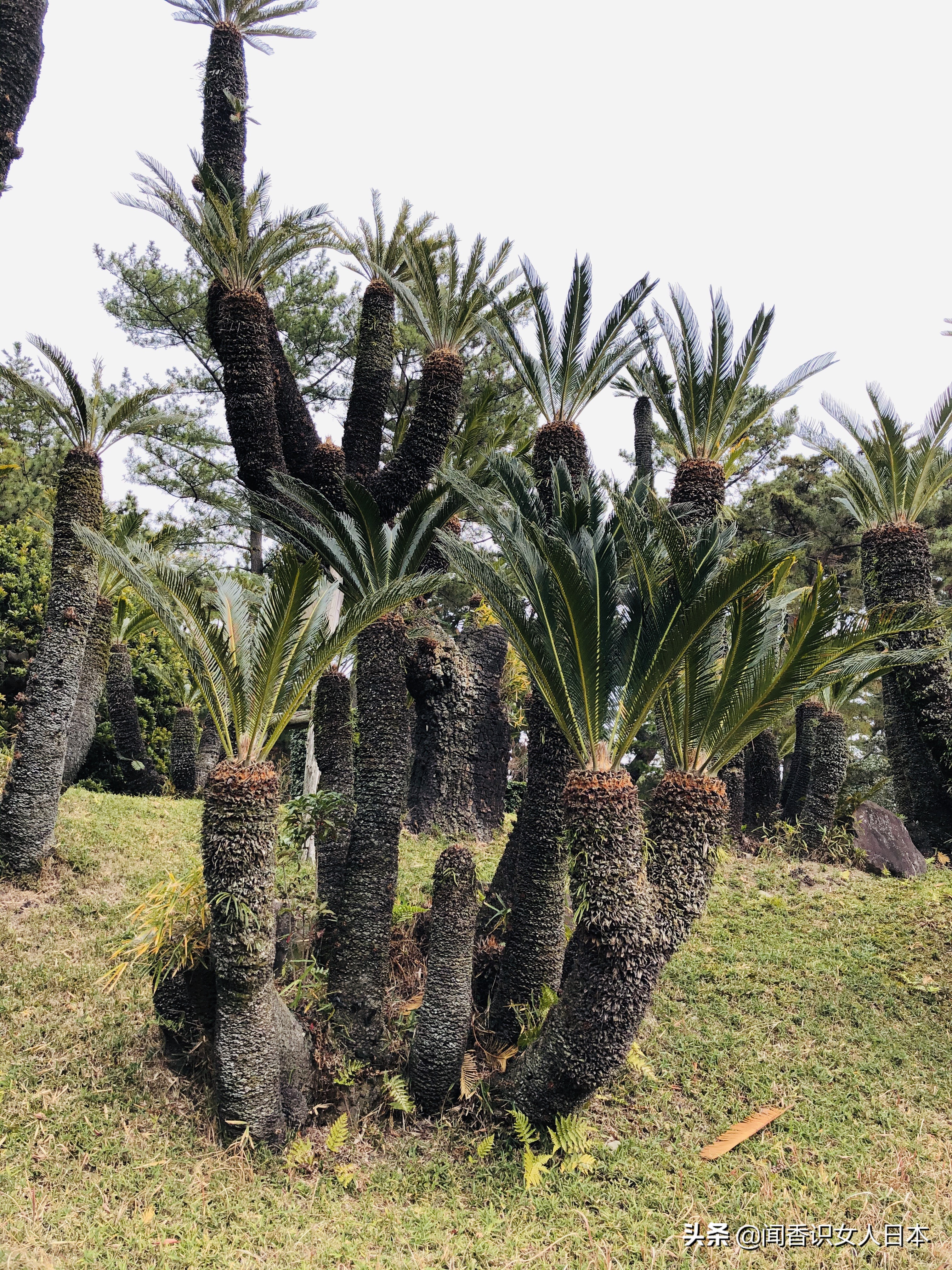 日本的米其林三星餐厅,日本米其林三星参观