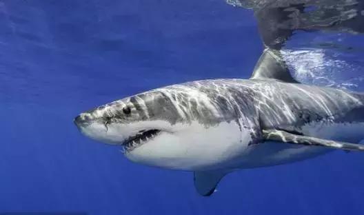 鲨鱼会被水淹死么,鲨鱼停止活动就会窒息而死
