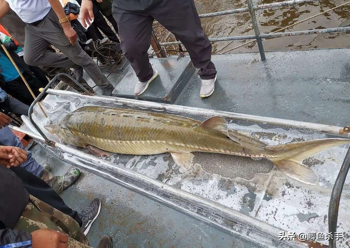 达氏鳇野外灭绝,黑龙江达氏鳇灭绝了吗