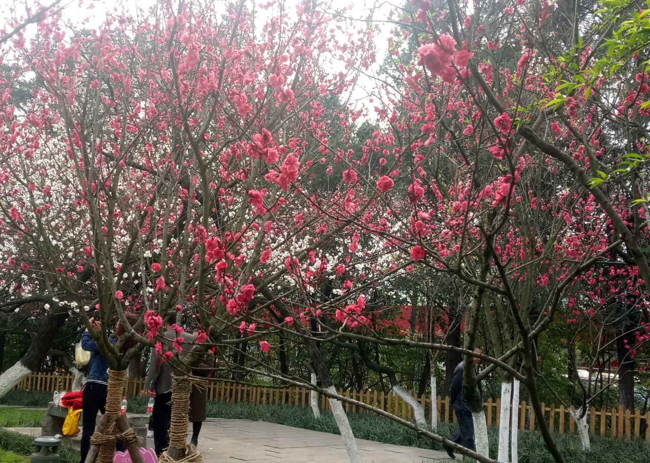 桃树怎样以水控旺,桃树如何灌溉最省劲