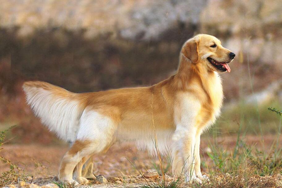 狗狗毛发不好吃什么东西好呢,狗狗毛不好怎么修剪