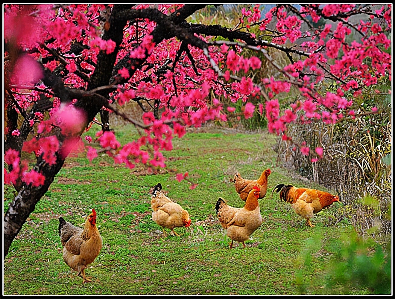 繁花似锦，似烟如霞，“中国蜜桃之乡”连平，花期还在，等你等你