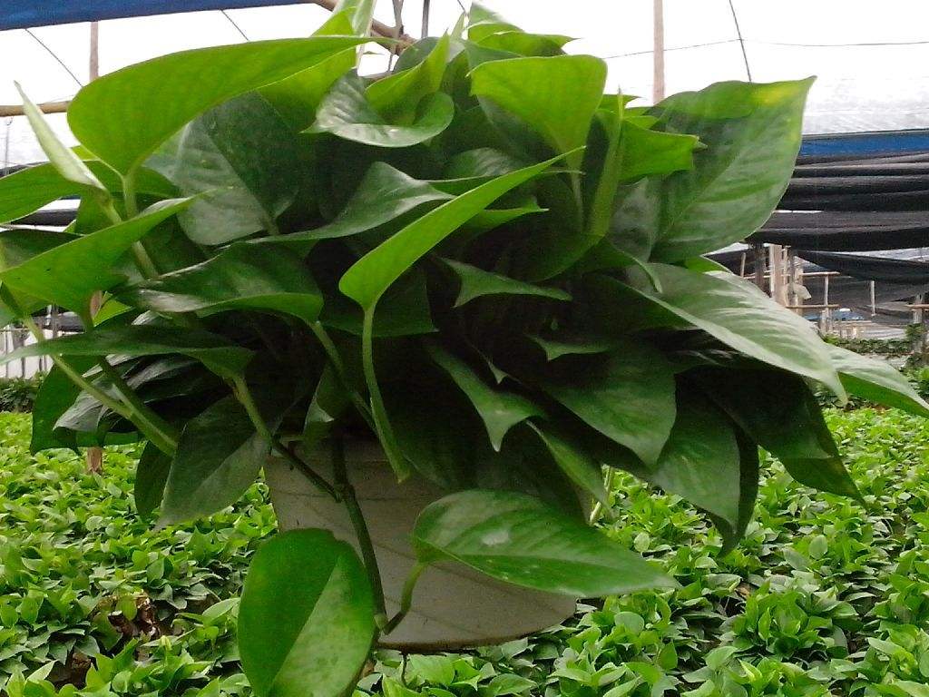 绿萝冬天浇水正确方法,绿萝冻伤怎么办