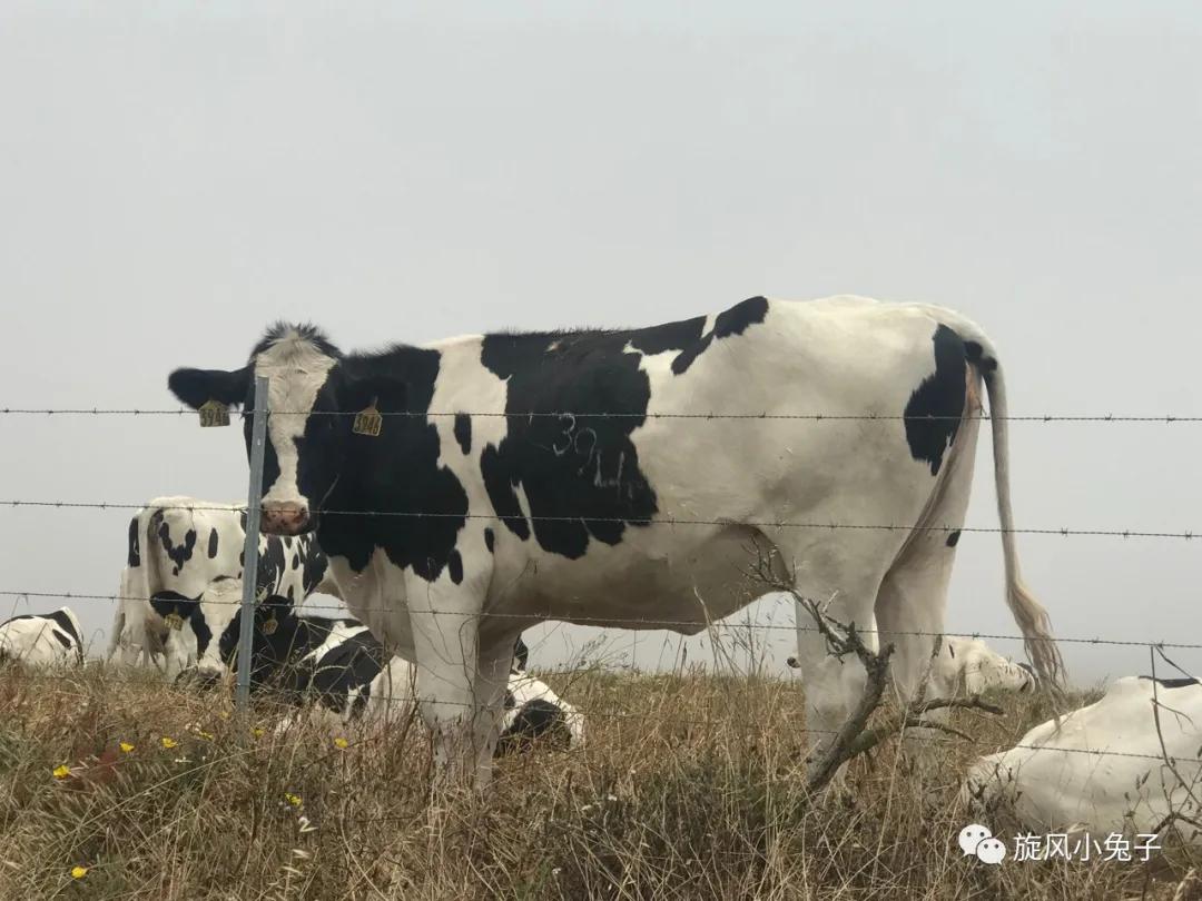 加州沿海1号公路,加州沿海一号公路一日游推荐