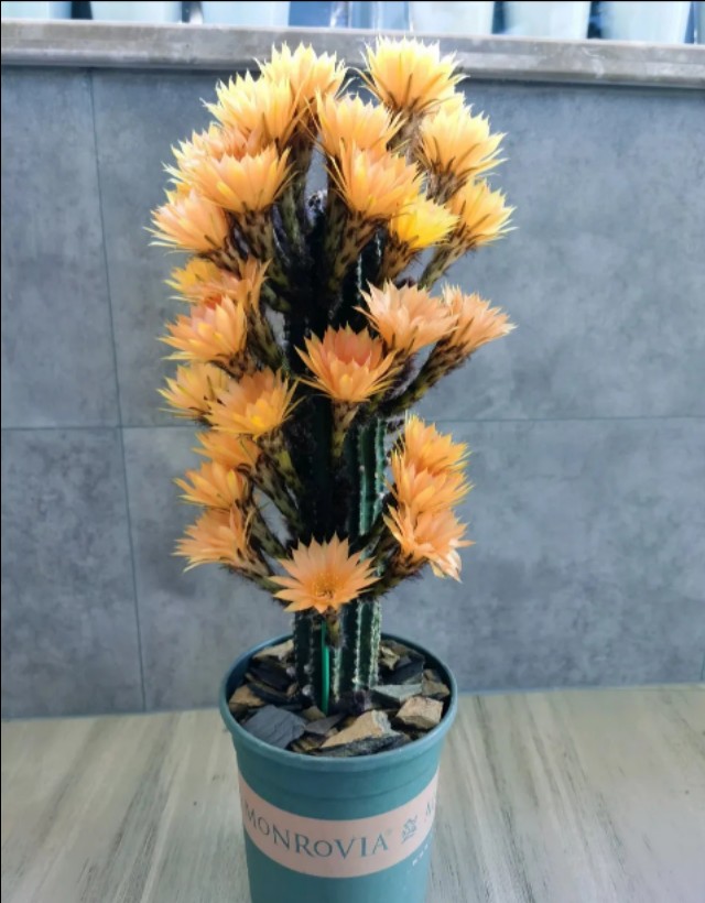 超大仙人掌盆栽黑金刚,名贵高档仙人掌黑金刚