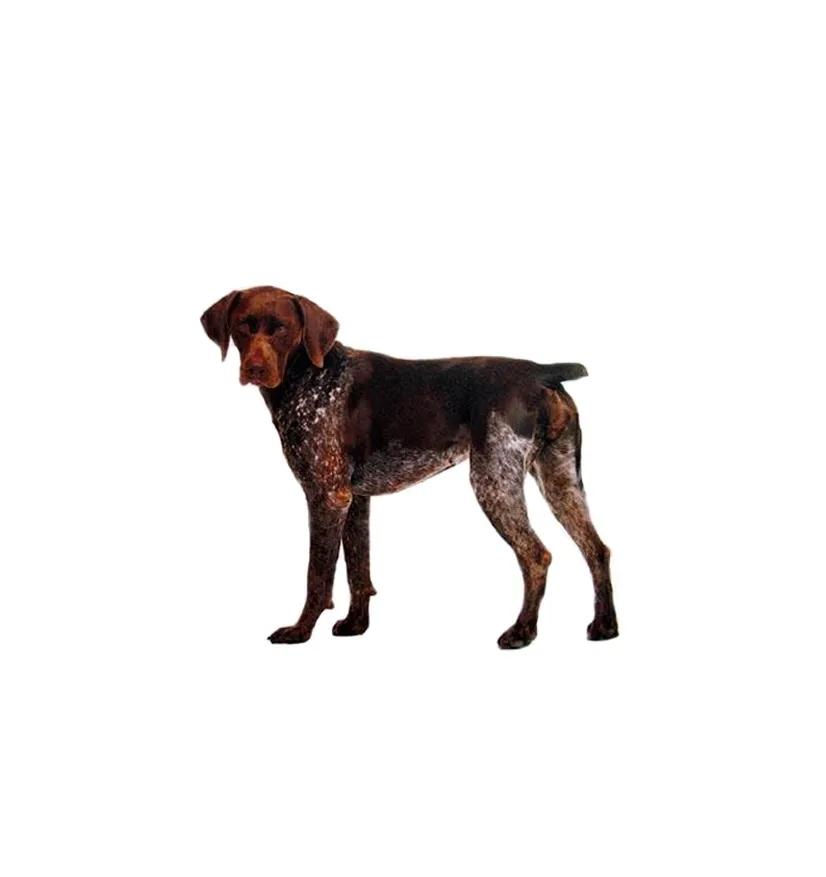 滨州48种烈性犬标准,滨州烈性犬最新规定