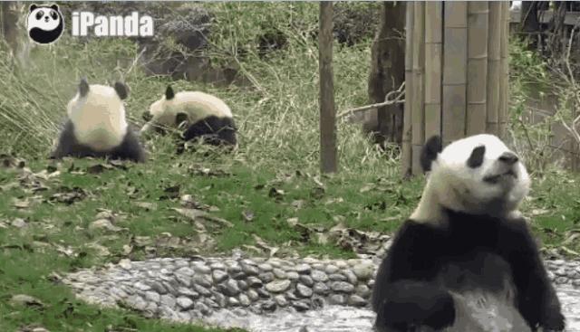 冷知识第二季结局,冷知识第二季完整