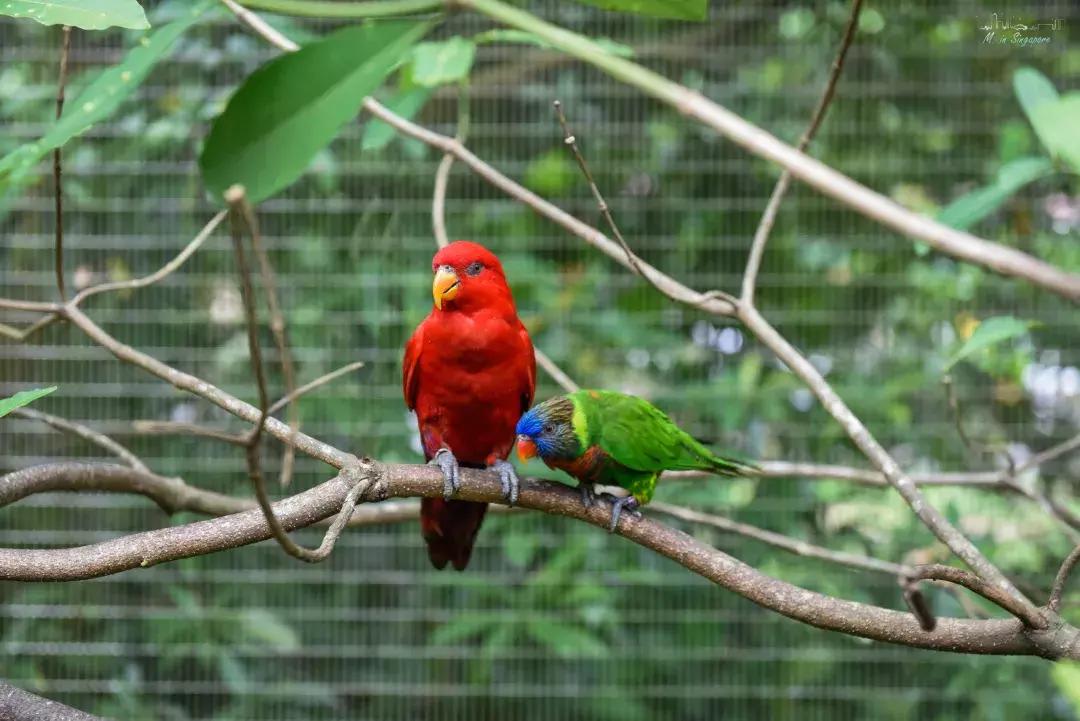 新加坡遛娃最佳地点,新加坡遛娃的好去处