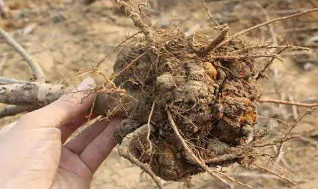 果树根部长瘤怎么办,果树长小疙瘩是什么病