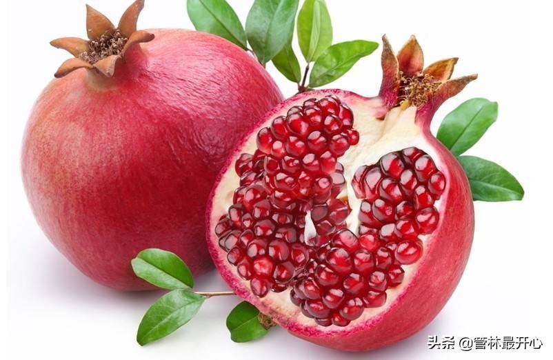 文人骚客喜欢用植物中的什么,古代文人志士喜爱哪些植物