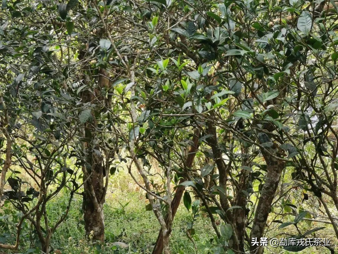 昔归临沧,昔归临沧之王