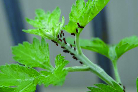 菊花生虫怎么治疗最好,菊花生虫后的样子是怎样的