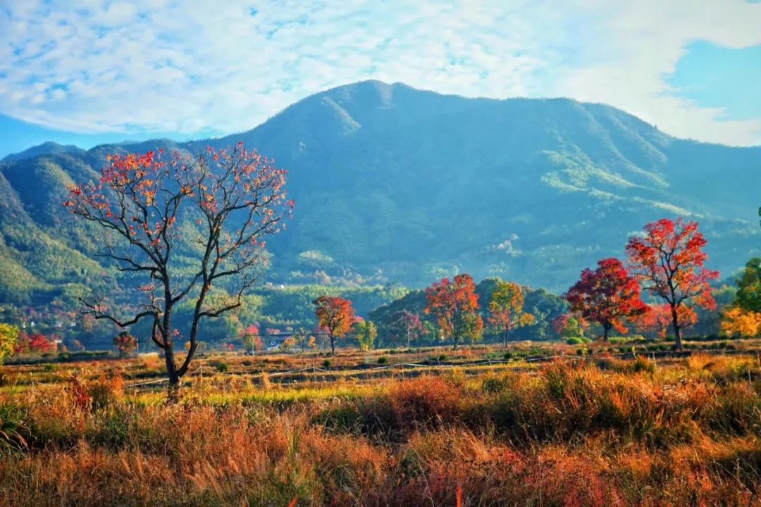 徽州赏秋三日游自驾游攻略,小众徽州赏秋村落