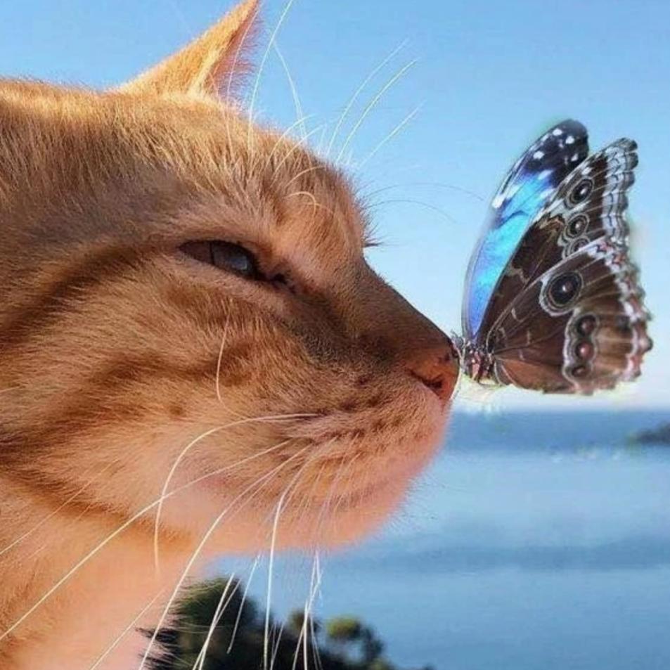 生活在宠物天堂的动物,在天堂的猫狗