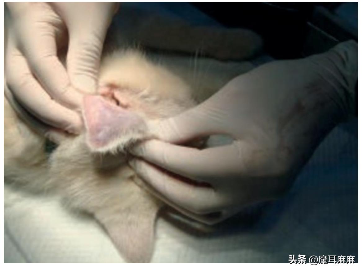 养猫常备哪些药品,家里养猫常备药