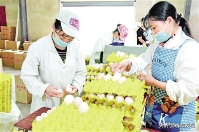 一个养鸡场如何经营,蛋鸡养殖脱贫