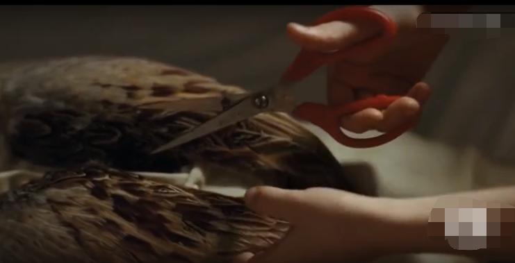 男孩背后长了一只翅膀,男孩身上长了一对翅膀是什么电影