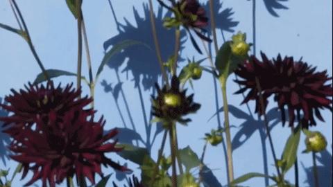 春天来了推荐一条成熟风的连衣裙,春季值得选择的几款连衣裙美到爆