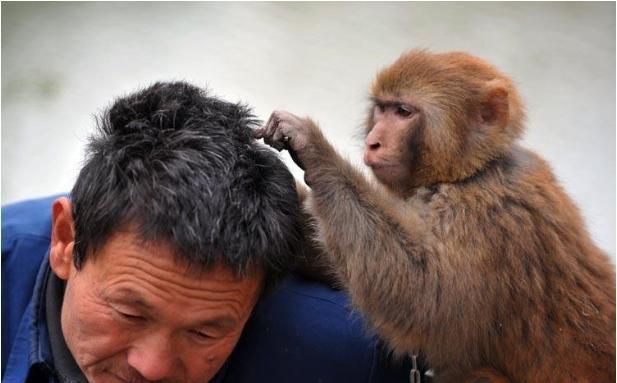 80年代人头上为什么有好多虱子,为什么90年代的人有虱子