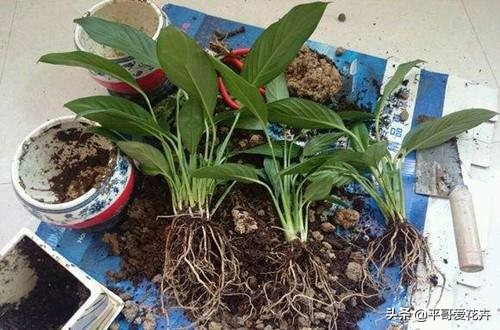 一帆风顺叶子发黄的解决方法,一帆风顺叶片枯萎发黑是什么原因