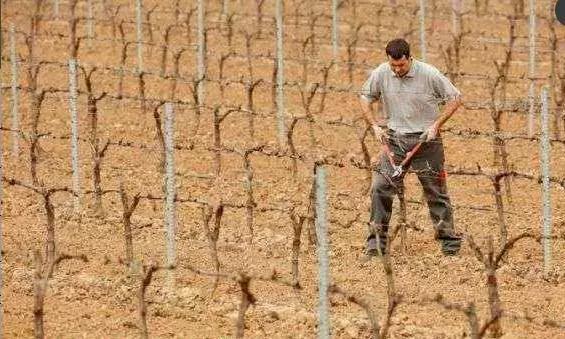 葡萄种植技术基本知识,葡萄种植技术视频培训