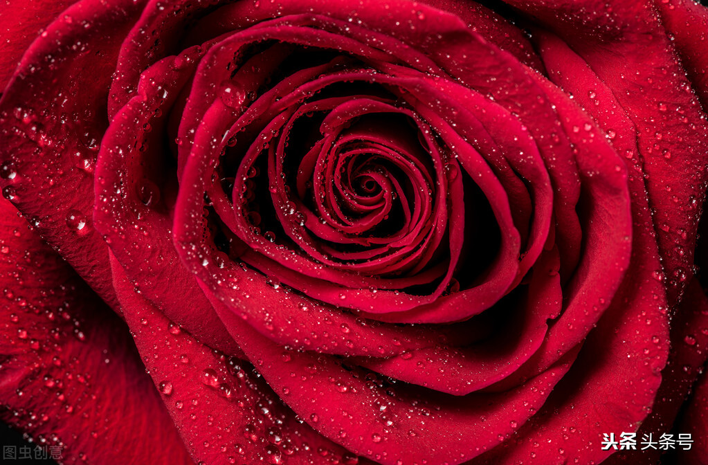 二十六个奇葩冷知识,40个奇葩冷知识免费观看