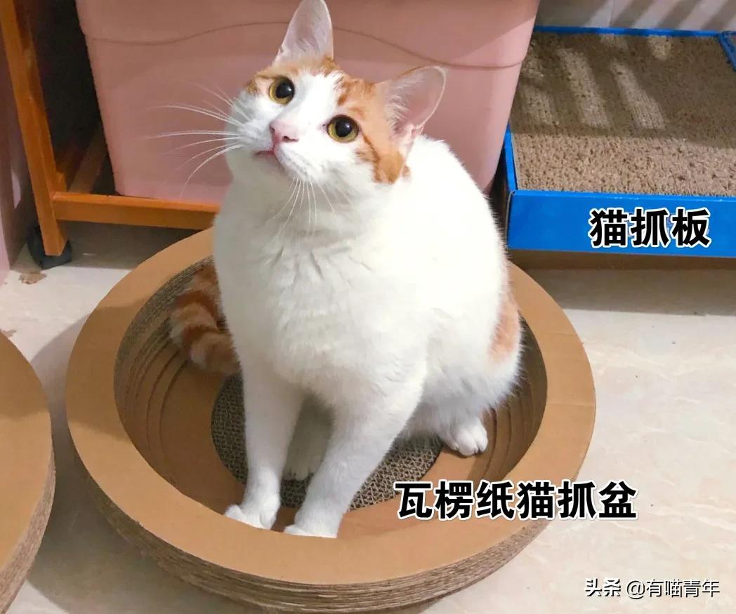 我给猫花的冤枉钱，能在广州买一套房