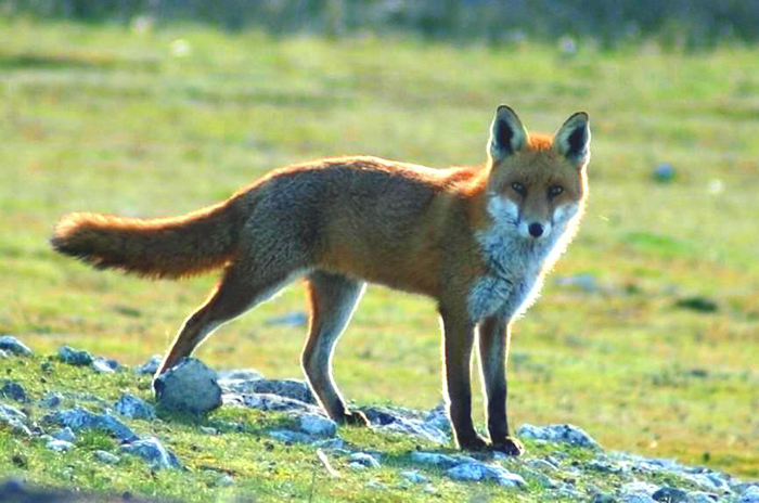 伊比利亚猞猁vs欧亚猞猁,伊比利亚猞猁为什么会濒危