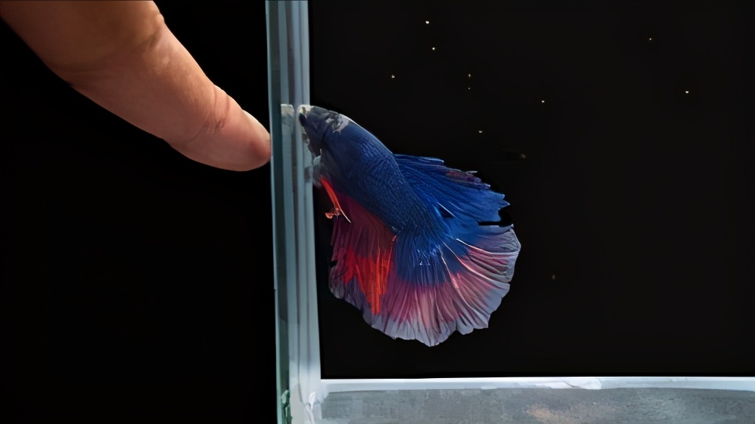 泰国斗鱼繁殖需要喂食吗,泰国斗鱼鱼苗多久可以开口喂食