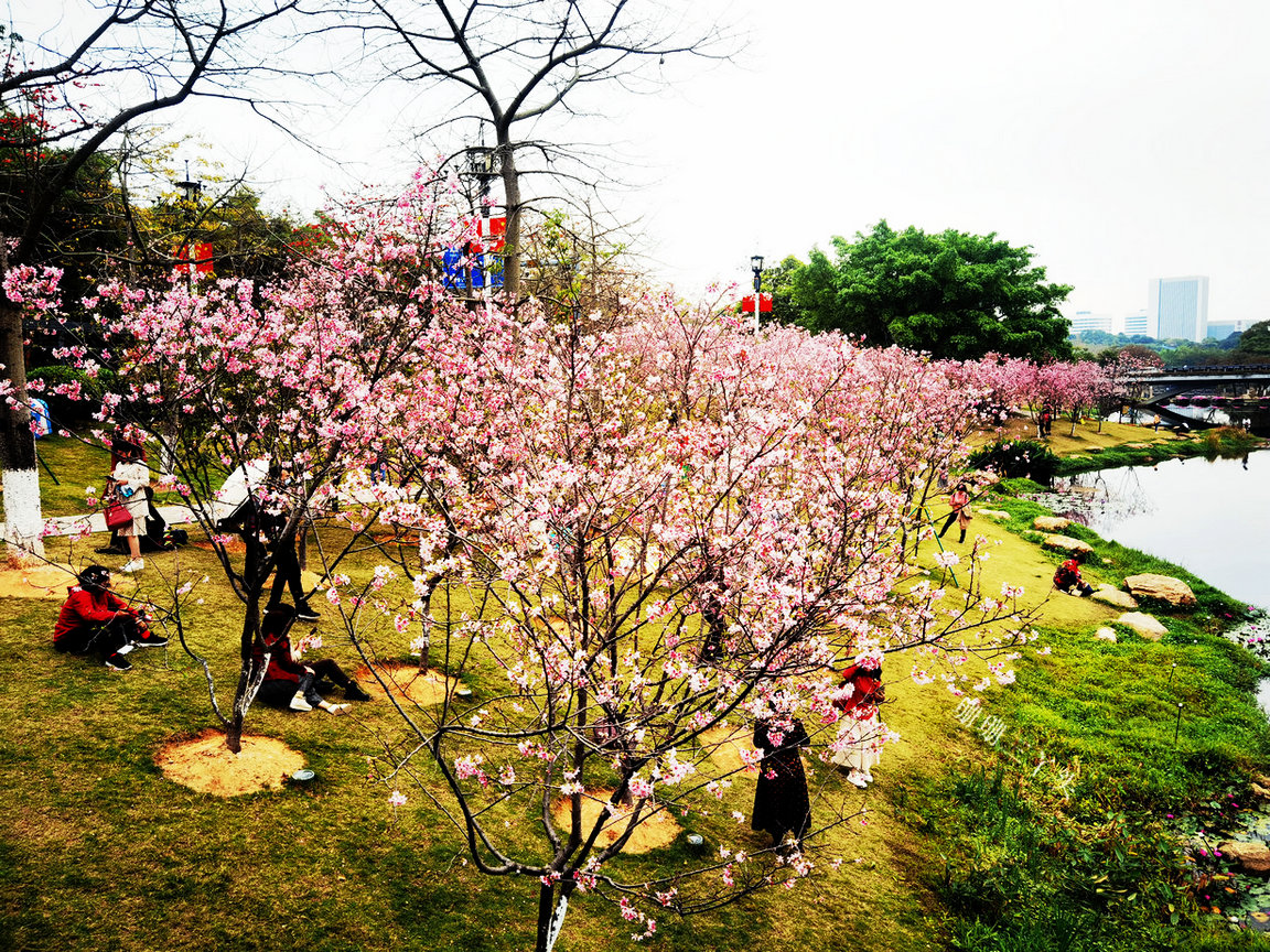 樱花开了公园里弥漫着花香,樱花开了姹紫嫣红