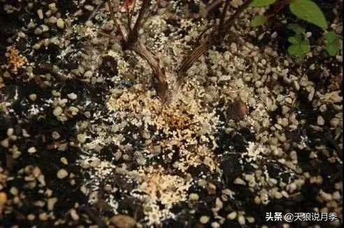 天气回暖虫害,天气渐暖虫害预防