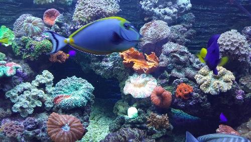 海水鱼和热带鱼哪个好养,热带鱼能和海水鱼一起养吗